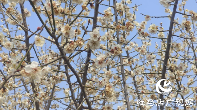 遂平：嵖岈山600畝梅園花開(kāi)迎春來(lái)