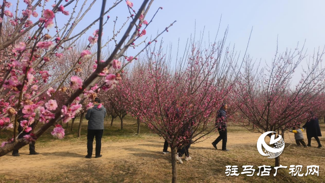 遂平：嵖岈山600畝梅園花開(kāi)迎春來(lái)