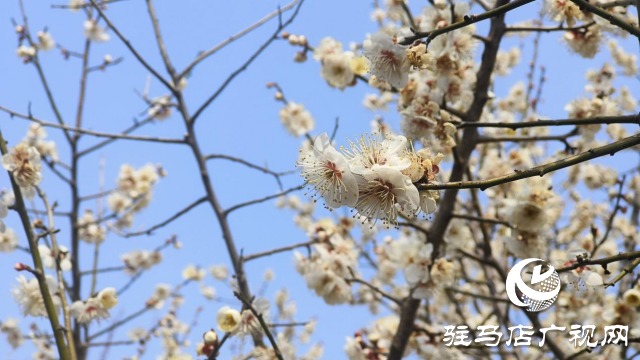 遂平：嵖岈山600畝梅園花開(kāi)迎春來(lái)