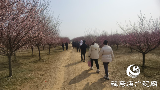 遂平：嵖岈山600畝梅園花開(kāi)迎春來(lái)