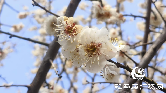 遂平：嵖岈山600畝梅園花開(kāi)迎春來(lái)