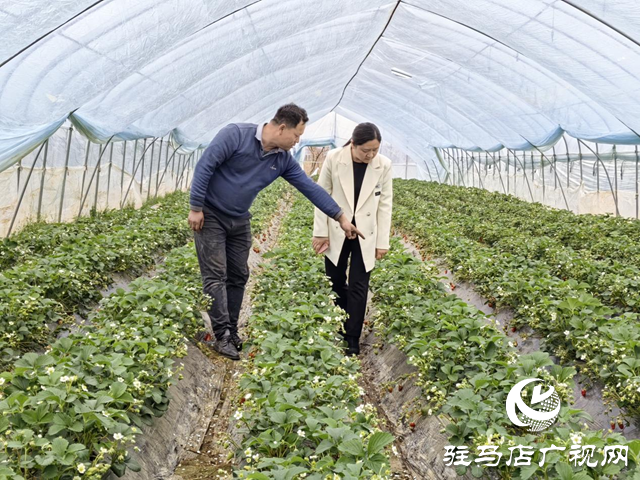 巾幗風(fēng)采綻芳華||張冉：把群眾的疾苦記掛在心上