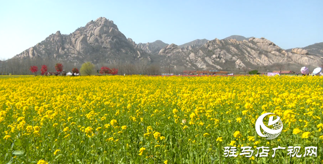 遂平縣：嵖岈山溫泉小鎮(zhèn)郁金香文化園開園