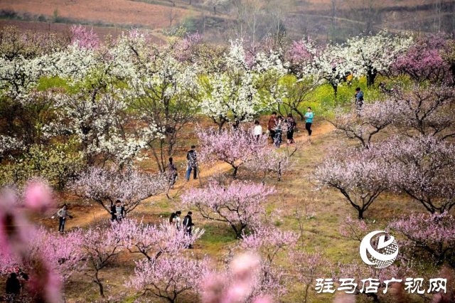 萬畝花田，駐馬店又一春天美景打卡地