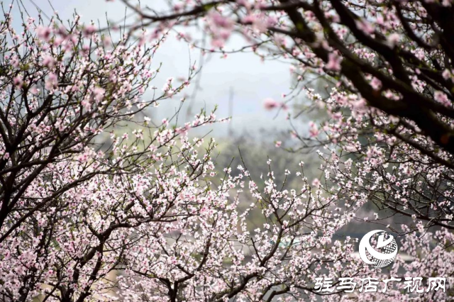 萬畝花田，駐馬店又一春天美景打卡地