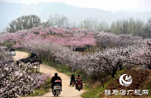 萬畝花田，駐馬店又一春天美景打卡地