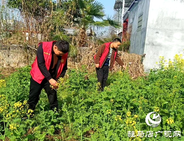 平輿縣李屯鎮(zhèn)：扎實(shí)開展禁種鏟毒踏查專項(xiàng)行動(dòng)