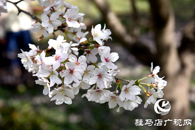 平輿融媒記者與新媒體之家(網紅)開展采風踏青活動