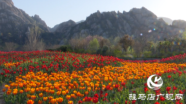 嵖岈山溫泉小鎮(zhèn)郁金香園：美麗花海助力旅游經濟發(fā)展