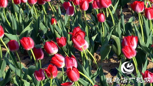 嵖岈山溫泉小鎮(zhèn)郁金香園：美麗花海助力旅游經濟發(fā)展