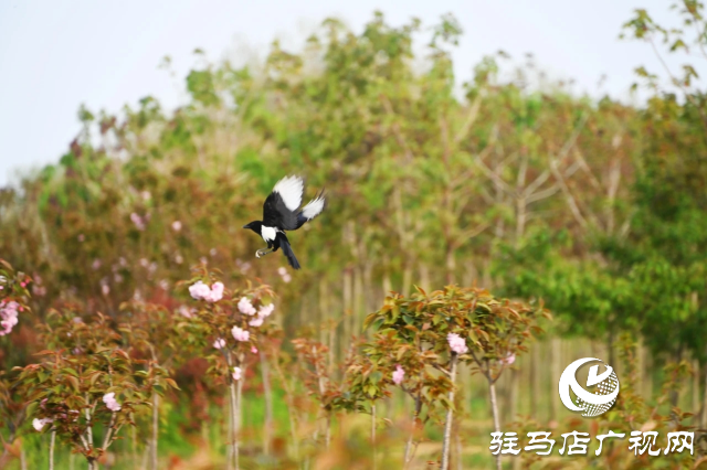 泌陽(yáng)縣：櫻花爛漫綻放 錦繡春山如畫卷