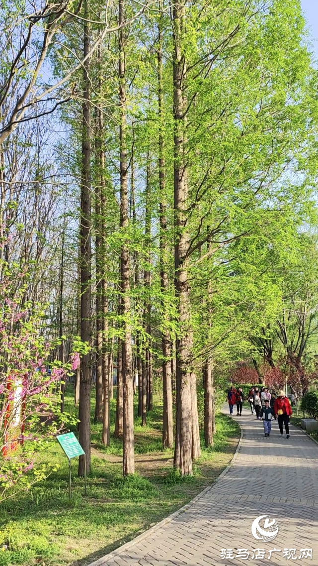 駐馬店：置地公園環(huán)境美如畫(huà) 市民愜意休閑園中游