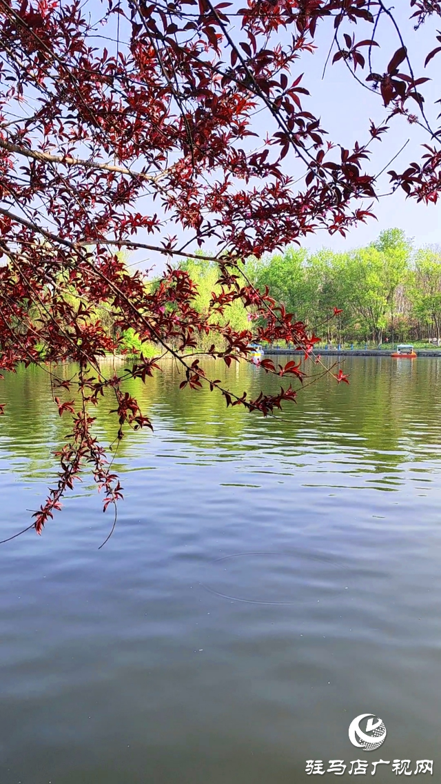 駐馬店：置地公園環(huán)境美如畫(huà) 市民愜意休閑園中游