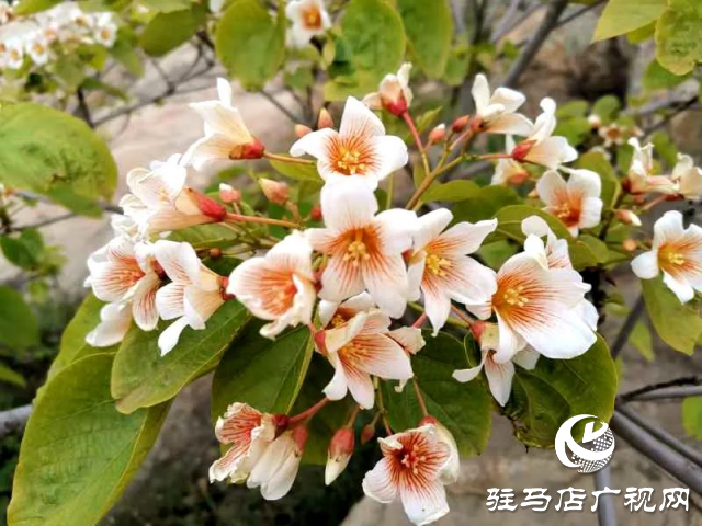 泌陽縣：花開時(shí)節(jié) 油桐花開醉人心