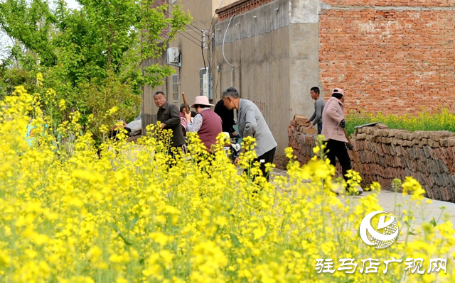 新蔡縣：捐資共修“幸福路” 干群合力促振興