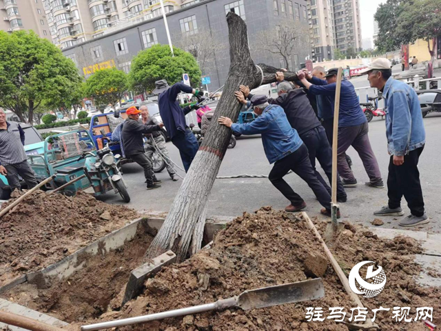 駐馬店市園林綠化處開展死樹枯枝集中清理行動