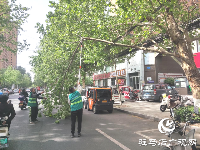 駐馬店經濟開發(fā)區(qū)：及時處置樹木斷枝 構造綠色安全防線