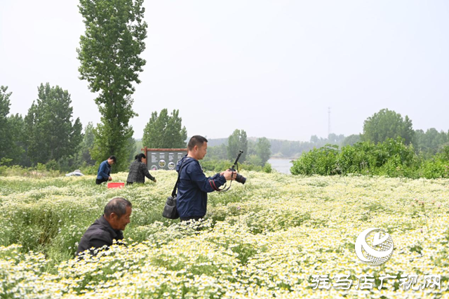 洋甘菊迎來(lái)盛花期 多家媒體代表走進(jìn)泌陽(yáng)縣王店鎮(zhèn)采風(fēng)