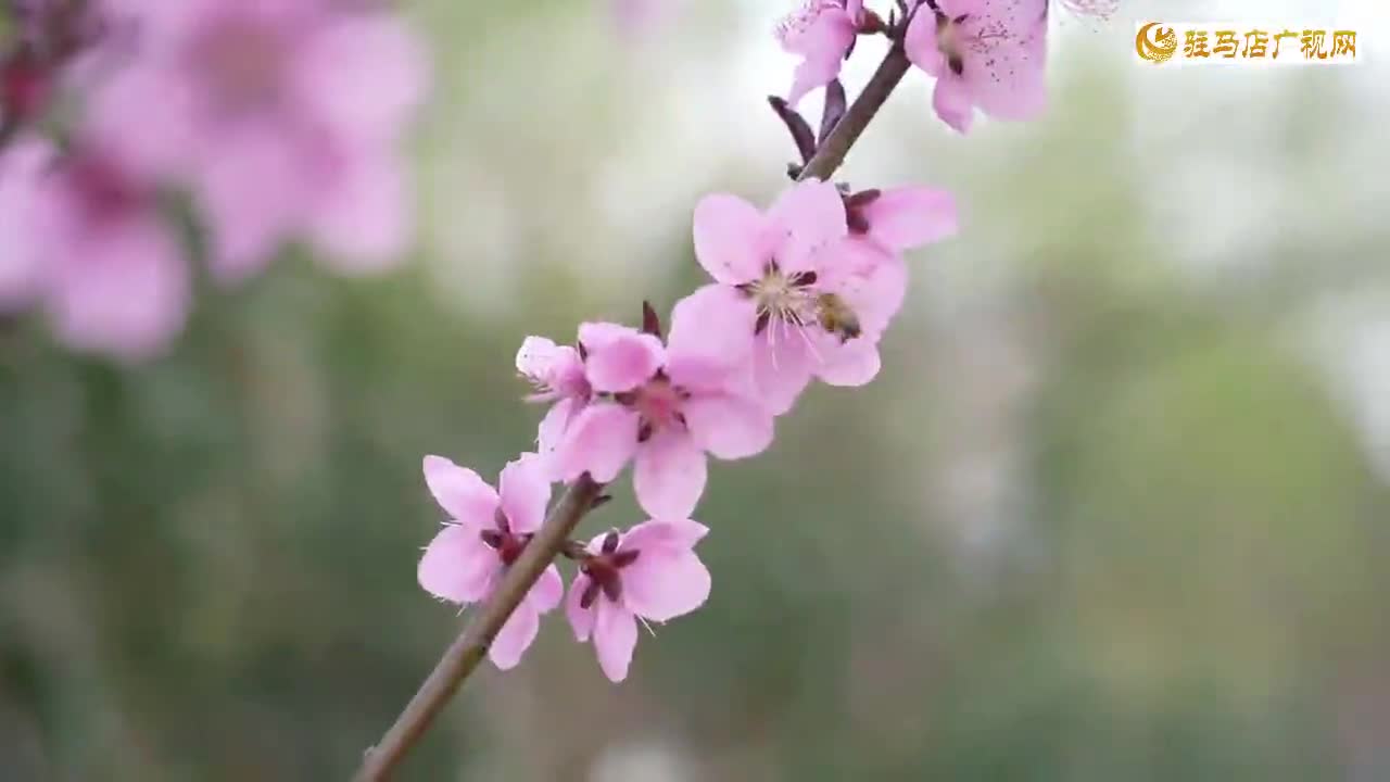 外出踏青 被蜇了怎么辦?別慌 專家教你怎么做