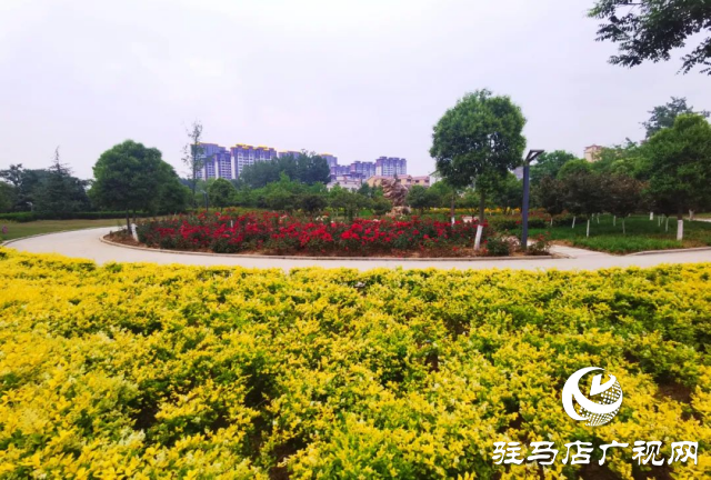 泌陽各公園黃金菊怒放 點亮城市風(fēng)景線