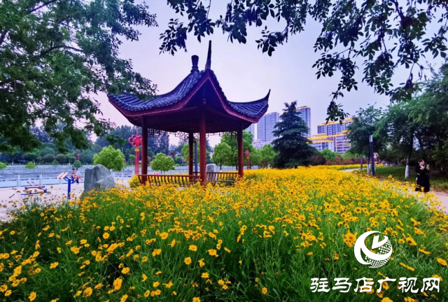 泌陽各公園黃金菊怒放 點亮城市風(fēng)景線