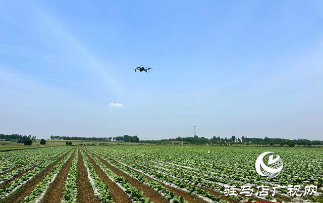 泌陽縣郭集鎮(zhèn)開展“無人機+人工”禁種鏟毒踏查行動