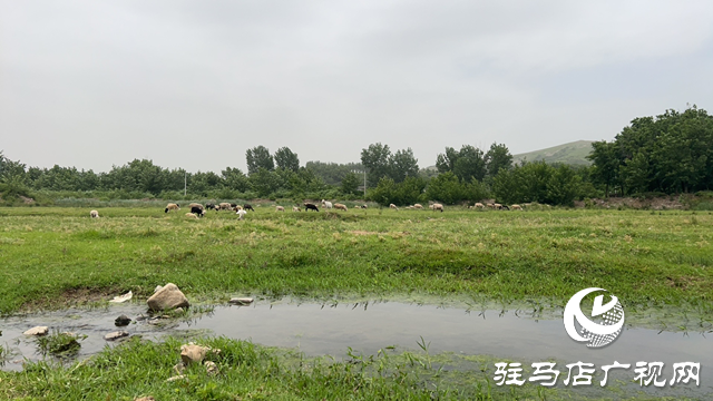 驛城區(qū)蟻蜂鎮(zhèn)：芳草茵茵彌翠色 小溪潺潺波光鱗