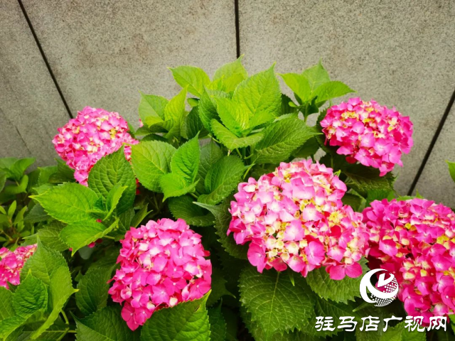 泌陽(yáng)縣：初夏繡球花絢爛綻放 扮靚城市街角