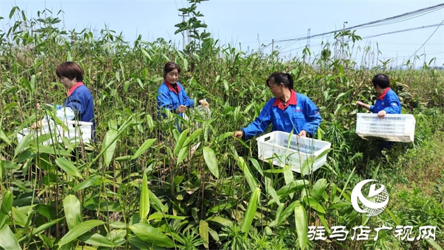 遂平：領鑫小粽葉 鋪就群眾致富路