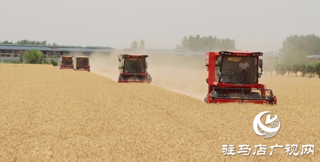 風吹麥浪送酒香 蔡洪坊釀酒專用糧種植基地萬畝優(yōu)質小麥開鐮收割