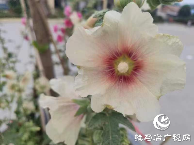 新蔡：蜀葵花開格外美 亭亭玉立展風(fēng)采