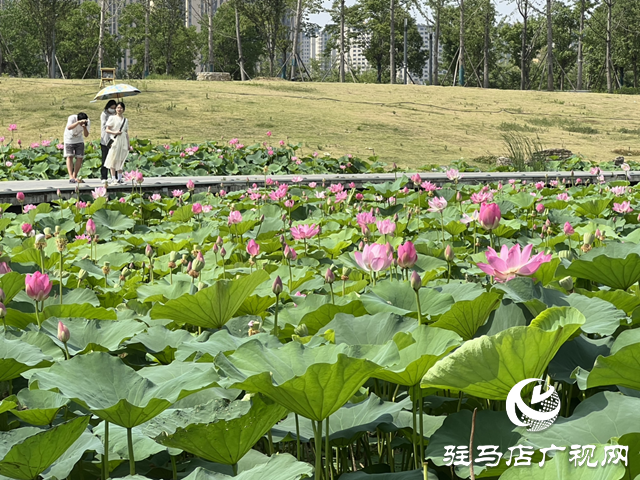 駐馬店人民公園：荷花盛開醉游人