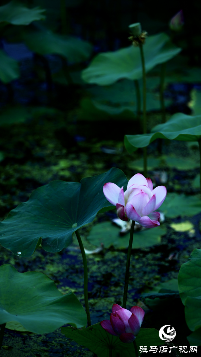 遂平：夏日荷花映滿塘