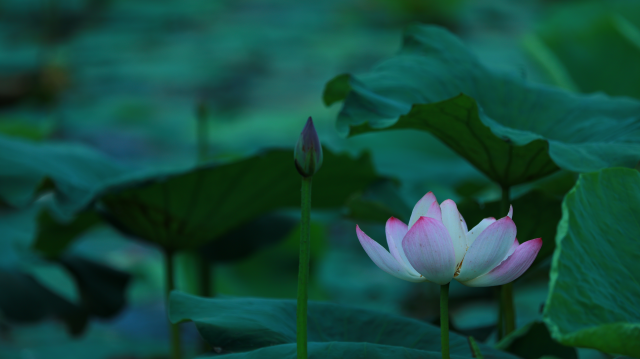 遂平縣玉湖公園：夏日荷花映滿塘