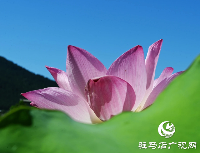 荷花綻放泌陽 清晨賞花正當(dāng)時(shí)