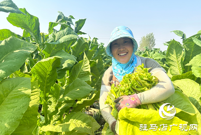 泌陽(yáng)縣郭集鎮(zhèn)：煙葉種植讓群眾在家門口吃上“產(chǎn)業(yè)飯”