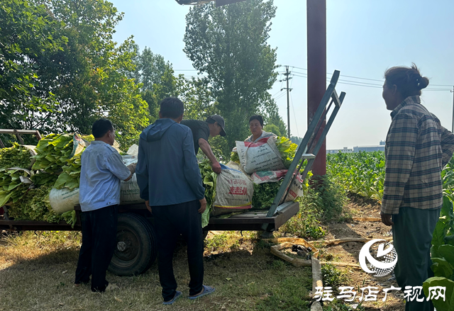 泌陽(yáng)縣郭集鎮(zhèn)：煙葉種植讓群眾在家門口吃上“產(chǎn)業(yè)飯”