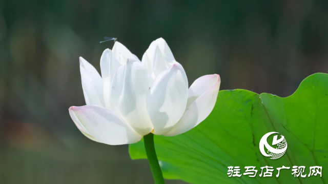 汝南：“荷”你相約 美在當(dāng)“夏”