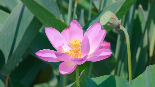 汝南：“荷”你相約 美在當“夏”