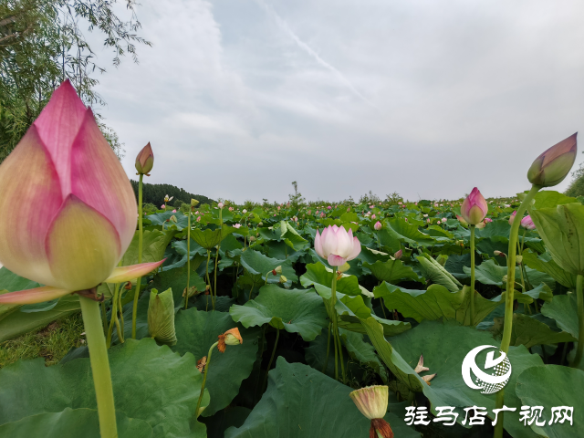 平輿縣楊埠鎮(zhèn)陳凡村：大力發(fā)展“蓮經(jīng)濟”讓小小蓮子成為鄉(xiāng)村振興的大產(chǎn)業(yè)