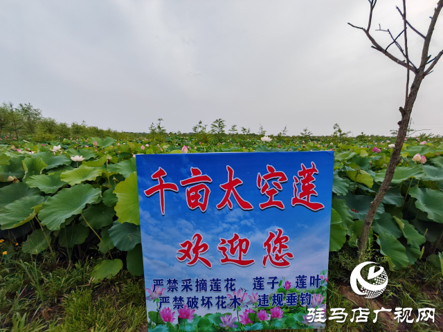 平輿縣楊埠鎮(zhèn)陳凡村：大力發(fā)展“蓮經(jīng)濟”讓小小蓮子成為鄉(xiāng)村振興的大產(chǎn)業(yè)