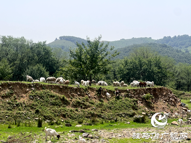 驛城區(qū)沙河店鎮(zhèn)趙堯村：黨旗飄揚黨建引領(lǐng)下的鄉(xiāng)村振興