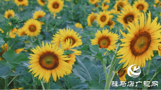 夏日邂逅向日葵花海