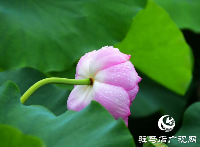 漢風(fēng)公園：城市中的如畫(huà)仙境