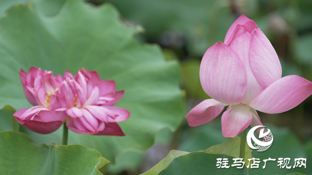 確山常莊：荷花盛開(kāi) 繪制美麗鄉(xiāng)村新畫(huà)卷