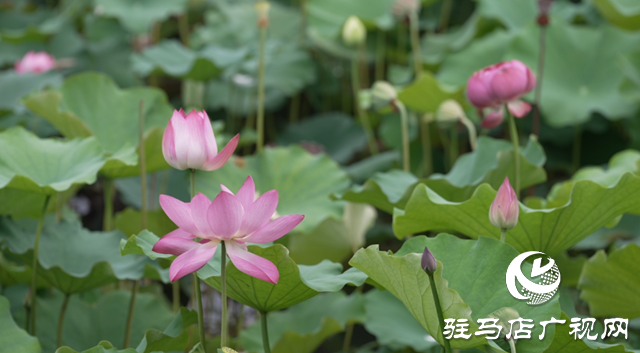 確山常莊：荷花盛開(kāi) 繪制美麗鄉(xiāng)村新畫(huà)卷