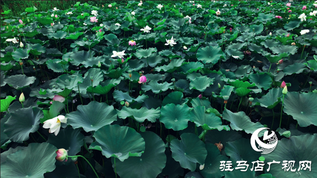 確山常莊：荷花盛開(kāi) 繪制美麗鄉(xiāng)村新畫(huà)卷