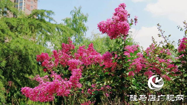 泌陽縣梁河游園：紫薇綻放香滿園