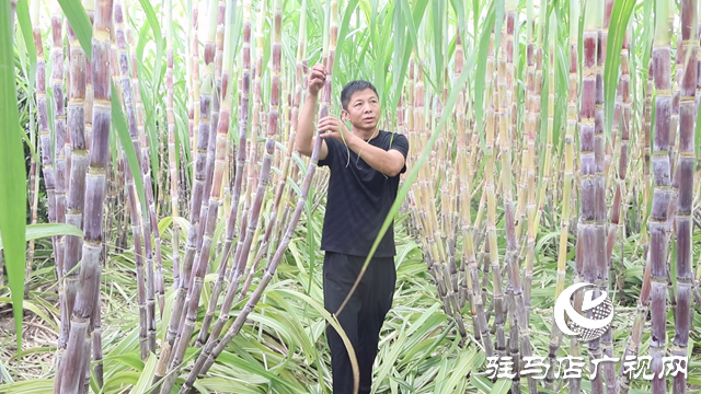 正陽(yáng)縣彭橋鄉(xiāng)大劉村：甘蔗種出甜日子