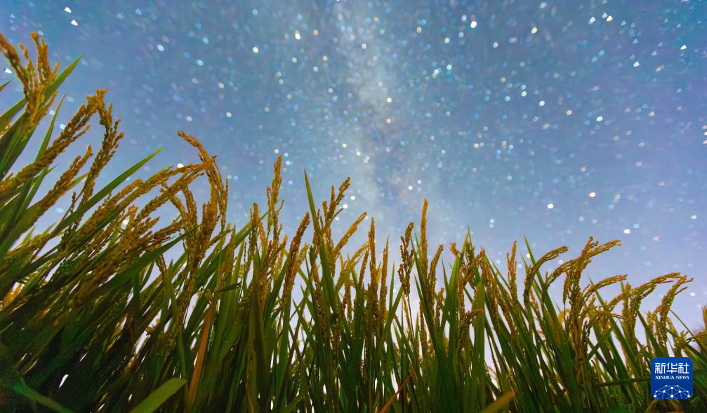 豐收田野“約會(huì)”浪漫星空